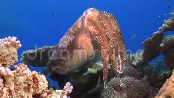 珊瑚礁上的墨鱼视频的预览图