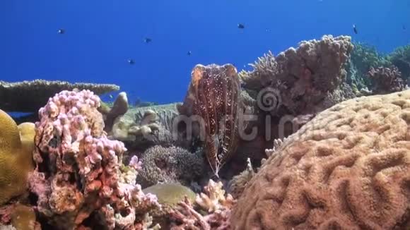 珊瑚礁上的墨鱼视频的预览图
