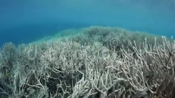 拉贾安帕特的尖角珊瑚视频的预览图
