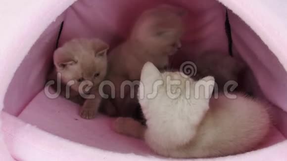 小猫在宠物帐篷里玩视频的预览图