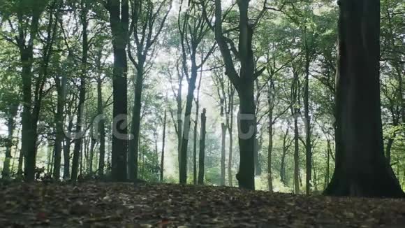 秋天的森林阳光透过树木视频的预览图
