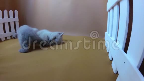 小猫在橙色背景下战斗白色栅栏视频的预览图