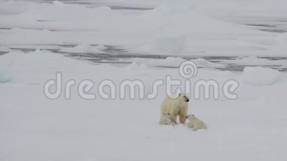 北极熊和幼崽视频的预览图