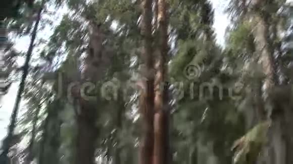 美国加利福尼亚巨型红杉国家纪念碑视频的预览图