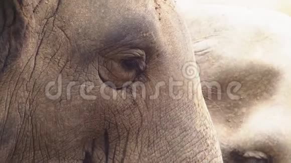 特写镜头动物园里的一头大象正在吃青草视频的预览图