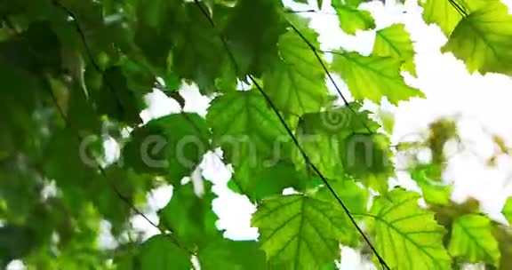 桦树的叶子在风中移动视频的预览图