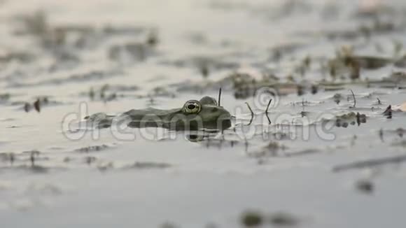 青蛙坐在沼泽里视频的预览图