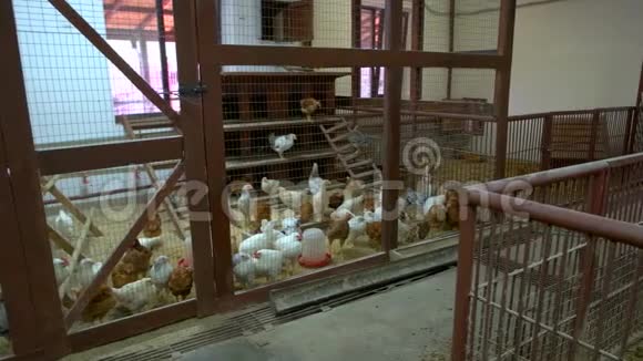 家禽农场鸡舍里的鸡视频的预览图