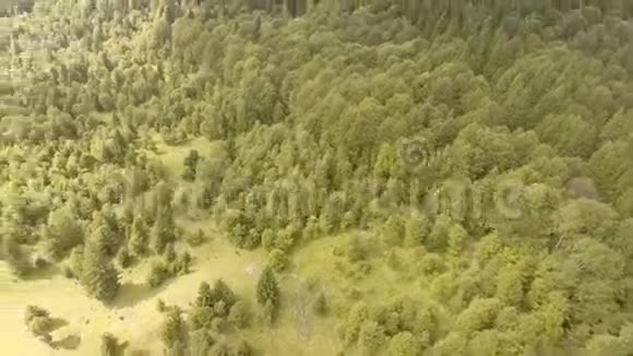被绿色松林覆盖的山脉视频的预览图