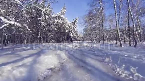 冬天飞到树林间的树林里视频的预览图