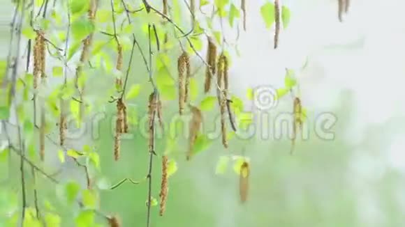 桦树柔肤背光视频的预览图