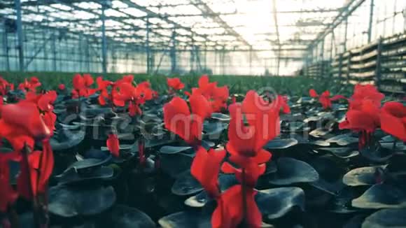 生长着红花的温室视频的预览图