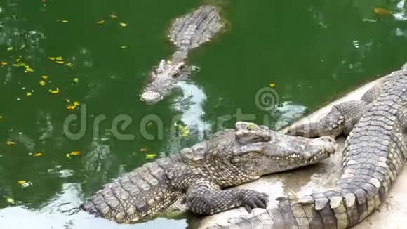 鳄鱼躺在绿色的水附近泥泞的沼泽河泰国亚洲视频的预览图