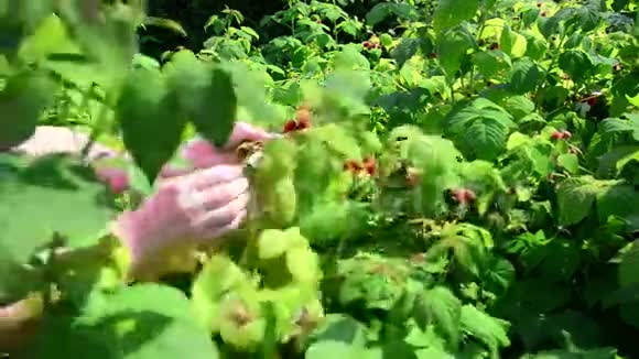 女人在花园里收获一片树莓视频的预览图