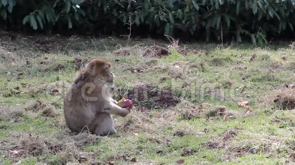吃苹果水果的猴子阿尔及利亚和摩洛哥的巴巴里猕猴视频的预览图