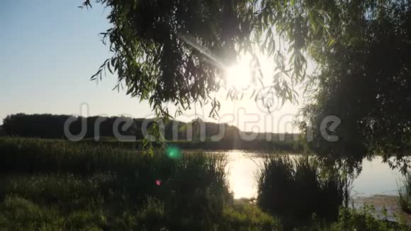 池塘与芦苇自然生活方式野生日落景观阳光有芦苇的湖泊大自然俄罗斯视频的预览图