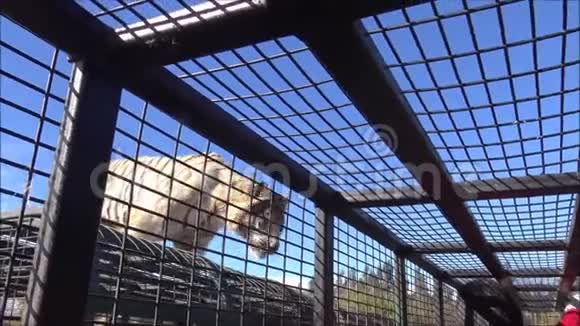 智利野生动物园里的老虎和狮子视频的预览图