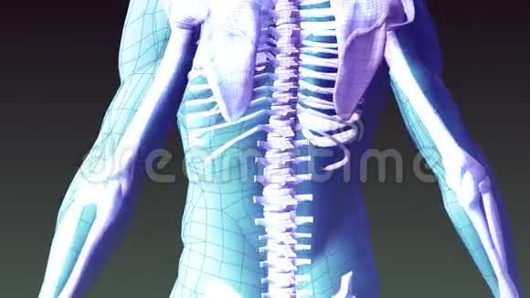 人类骨架的X射线动画视频的预览图