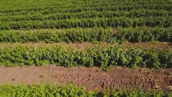 在草莓地上空飞行的一个人一排排绿灌木丛视频的预览图