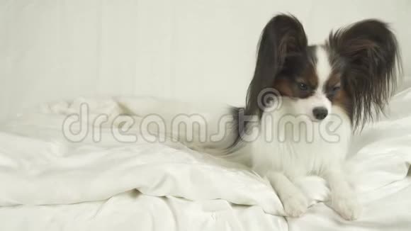 狗狗帕皮龙躺在床上看着股票录像视频的预览图