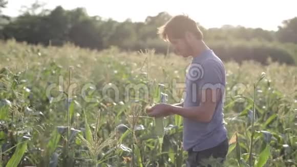 青年农民在有机生态场上检查玉米芯视频的预览图
