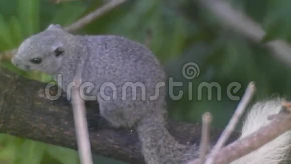 灰松鼠在森林里晨练视频的预览图