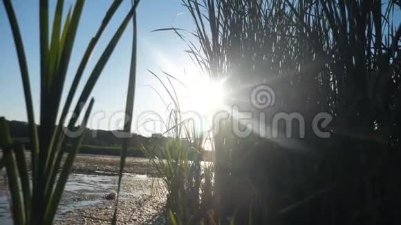池塘有芦苇自然野日落景观阳光生活方式湖与芦苇自然俄罗斯湖面日落视频的预览图