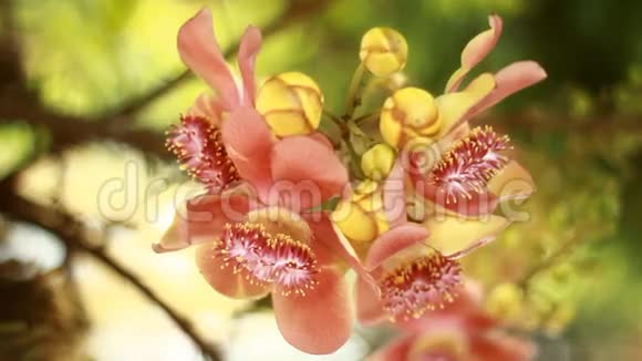 美丽的坎农球树花视频的预览图