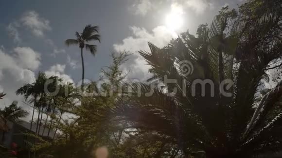 热带树木的恐慌视频的预览图