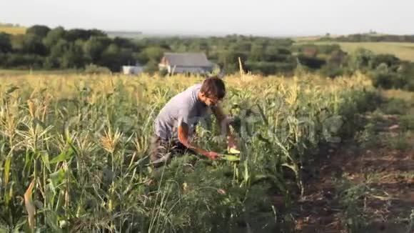 青年农民在有机生态场上检查玉米芯视频的预览图