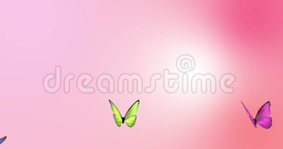 在粉色背景上循环播放蝴蝶动画视频的预览图