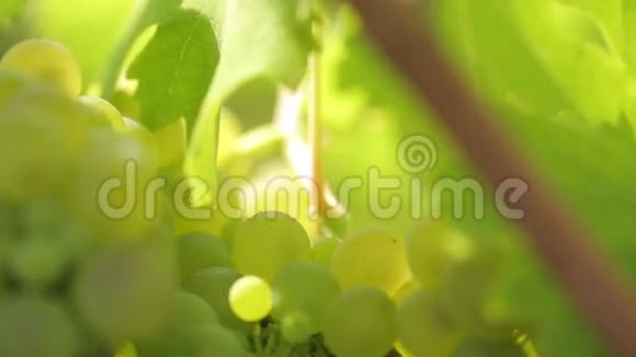 一串串的绿葡萄视频的预览图