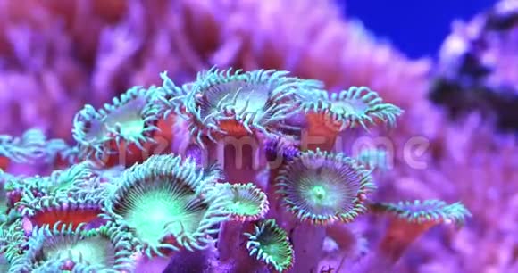 海底热带海洋中的珊瑚视频的预览图