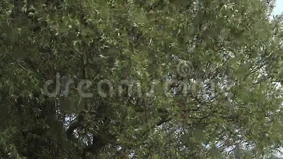 波拉德柳沙柳树叶中的风视频的预览图