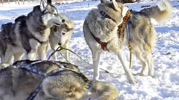 西伯利亚哈士奇在雪地里休息视频的预览图