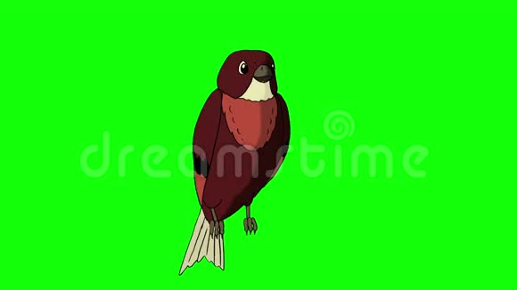 棕色的鸟坐着唱歌视频的预览图
