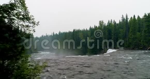 河流流经绿色森林4k视频的预览图
