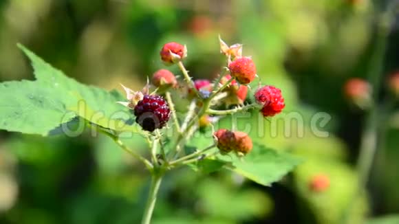 树枝上的黑莓夏日阳光明媚视频的预览图