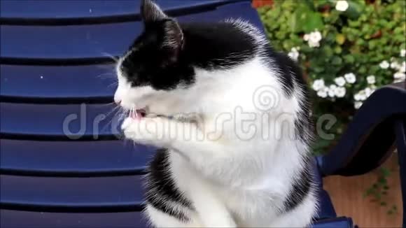 猫白黑自己清洗视频的预览图