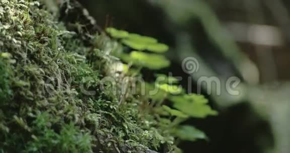 苔藓树干绿草4KFS700奥德赛7Q视频的预览图