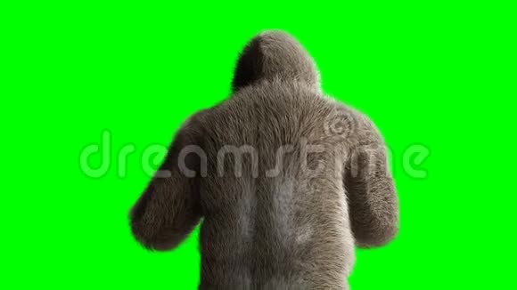 有趣的棕色大猩猩打架超级逼真的皮毛和头发绿屏4K动画视频的预览图