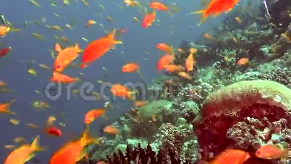 在清澈洁净的马尔代夫海洋中充满异国情调的亮黄色鱼类视频的预览图