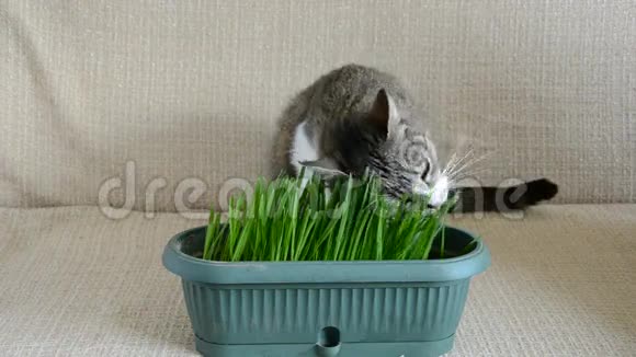 猫在房间里吃绿色的复活节草视频的预览图