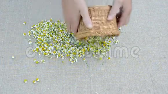 亚麻布上的新鲜洋甘菊视频的预览图