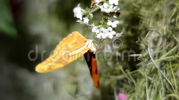 吃花蜜的蝴蝶视频的预览图
