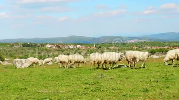 在草地上放牧的绵羊阿索斯卡纳克凯尔火鸡视频的预览图