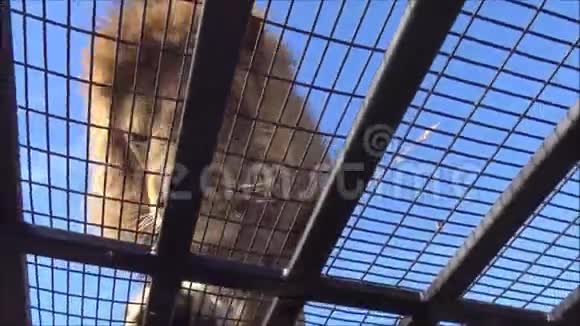 智利野生动物园里的老虎和狮子视频的预览图