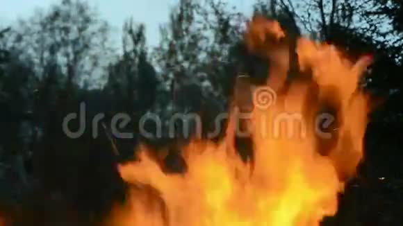 燃烧的夜火火焰背景视频的预览图