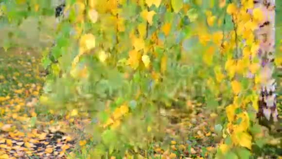 美丽的桦树秋天有黄叶俄罗斯视频的预览图