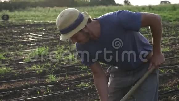 农民在有机生态场用锄头除杂草幼长视频的预览图